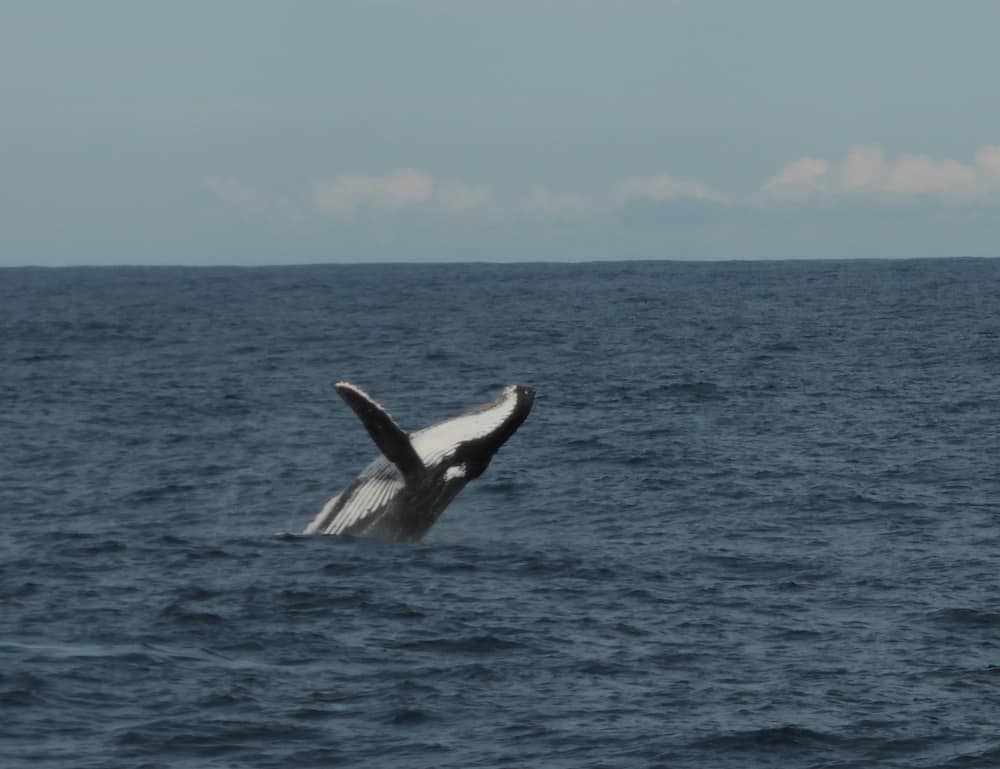 whale watching port stephens
