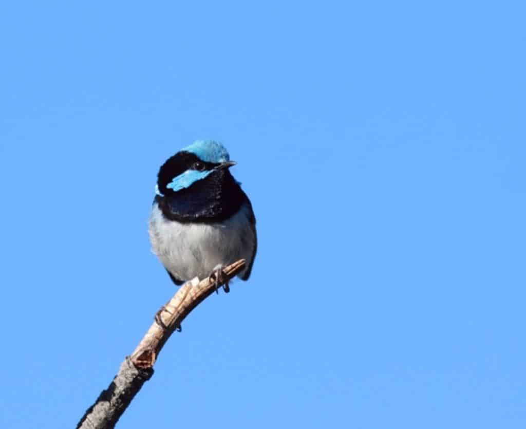 Aussie Bird Count