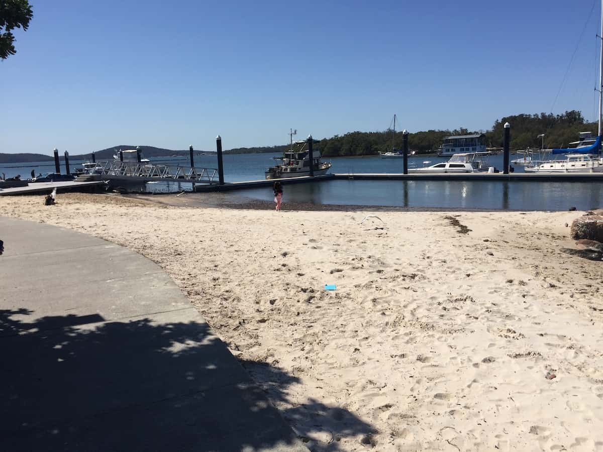 Koala Spotting at Lemon Tree Passage Newy with Kids