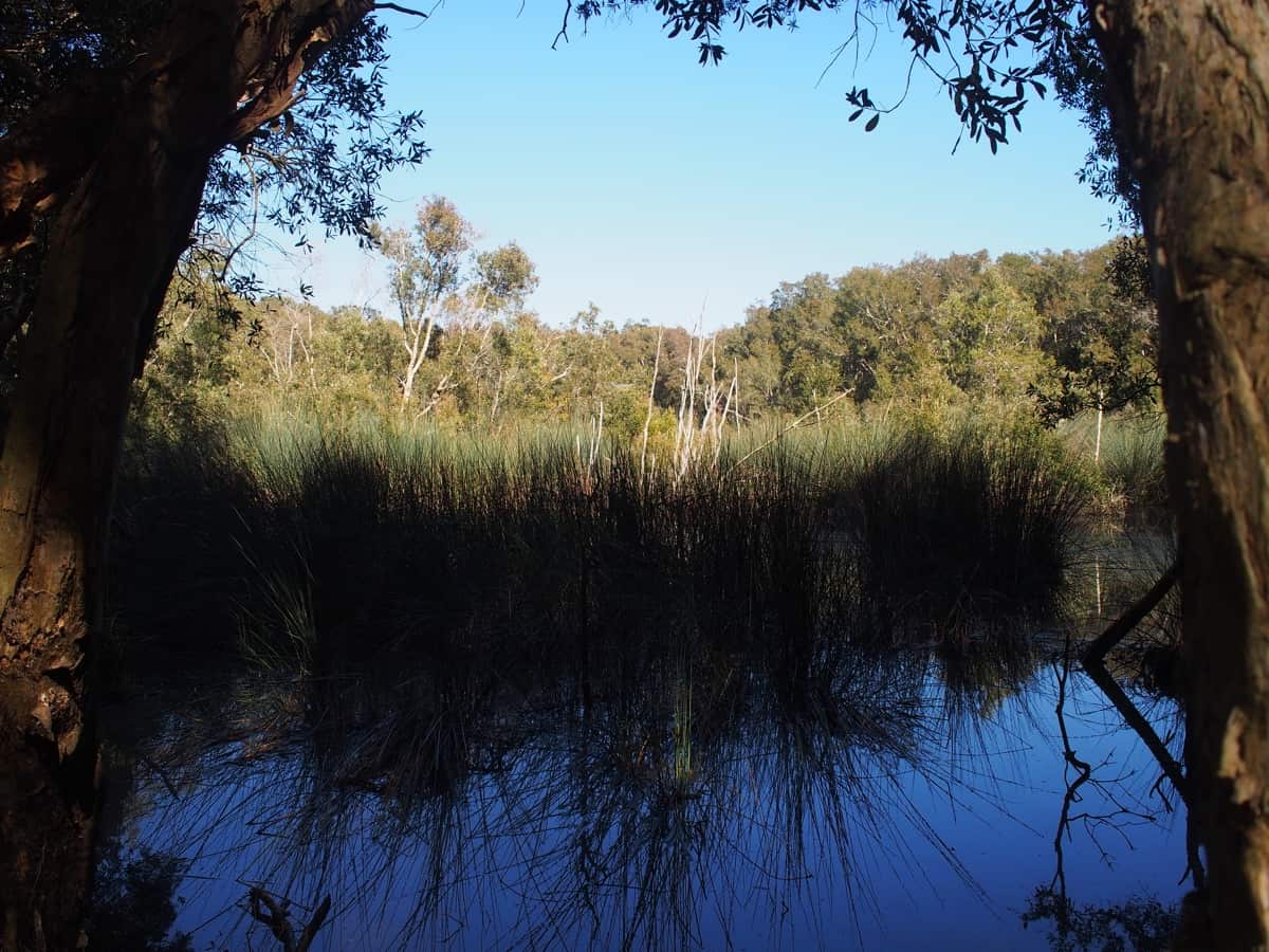 Enjoy Spectacular Views & Nature on the Awabakal Walk from Dudley to ...