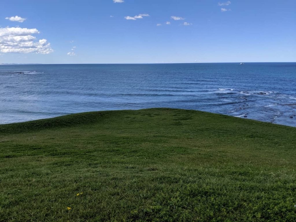 whale watching newcastle