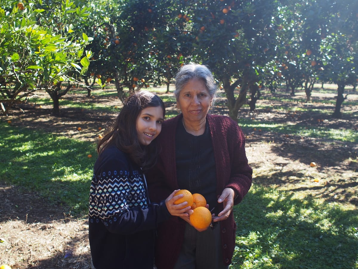 Pick Your Own Oranges on the Central Coast Newy with Kids