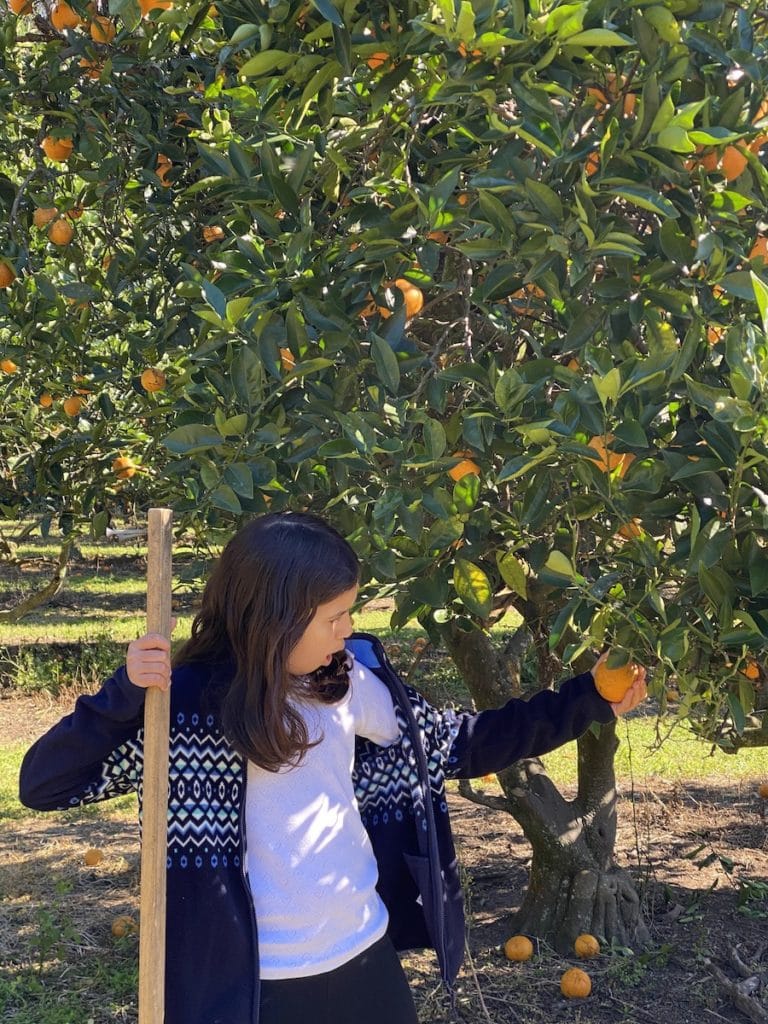 Pick Your Own Oranges on the Central Coast Newy with Kids