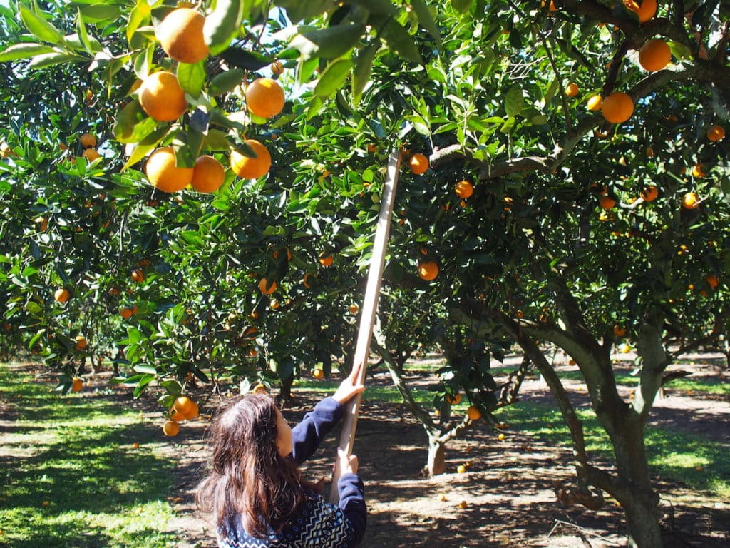 fruit picking sydney nsw