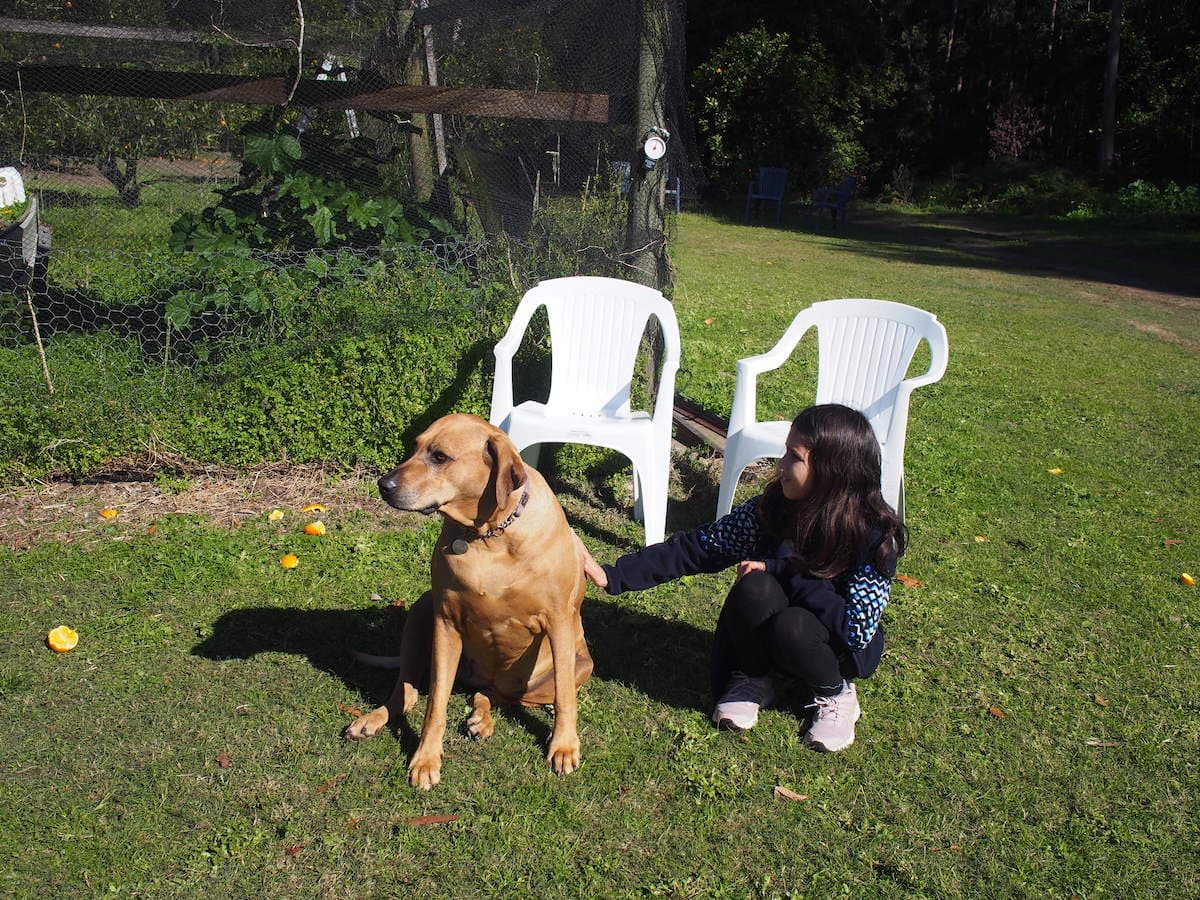 Pick Your Own Oranges on the Central Coast Newy with Kids