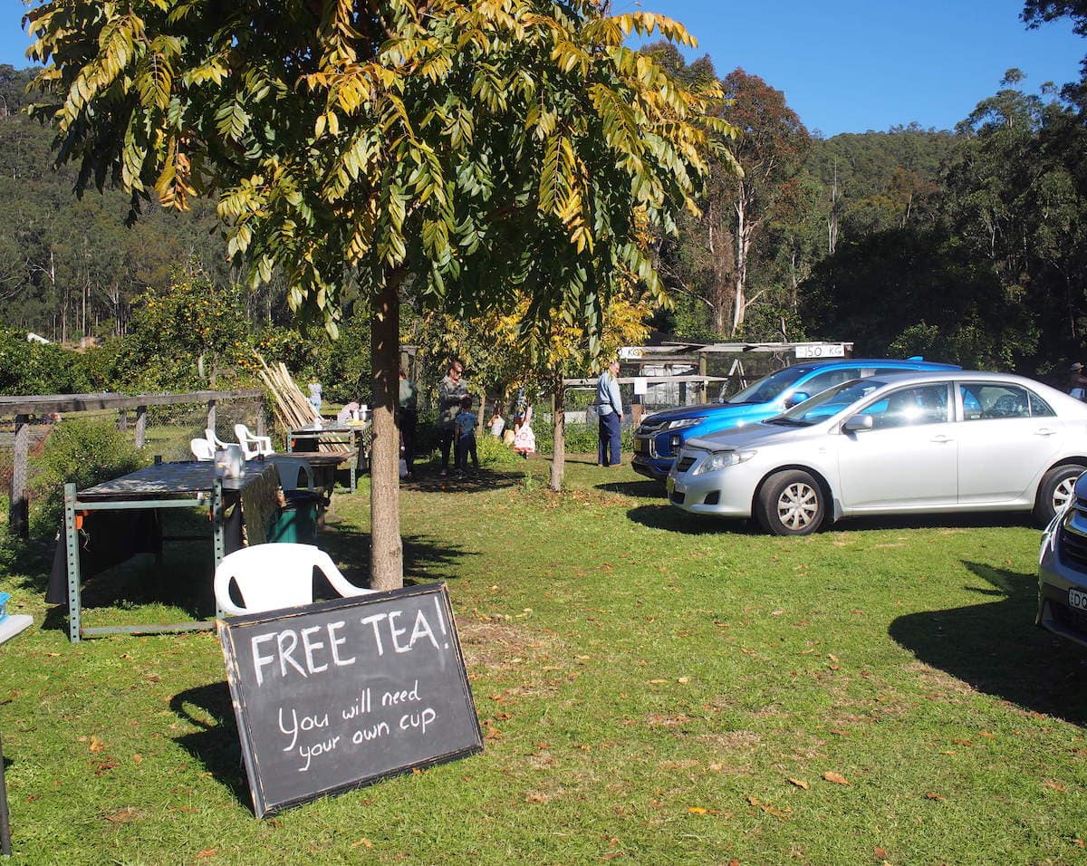 Pick Your Own Oranges on the Central Coast Newy with Kids