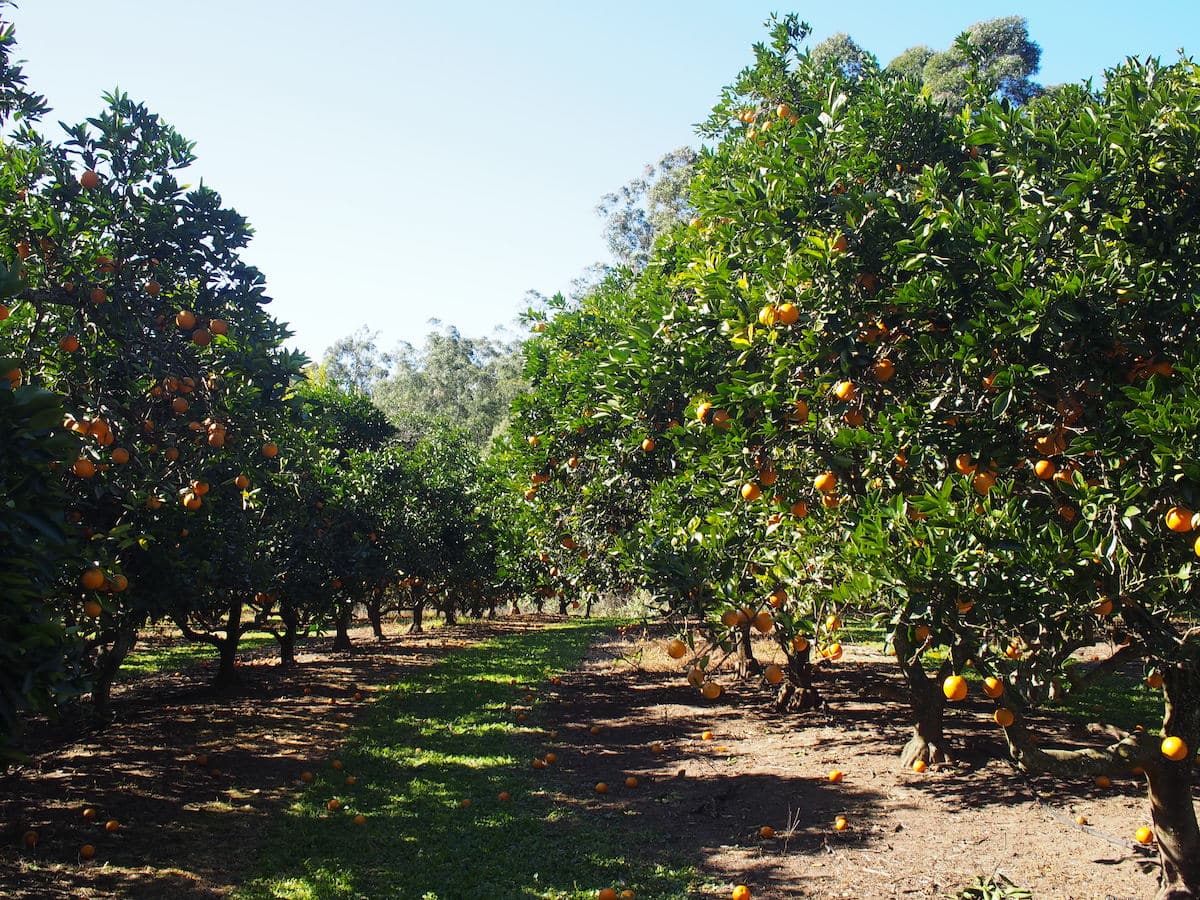 Pick Your Own Oranges on the Central Coast Newy with Kids