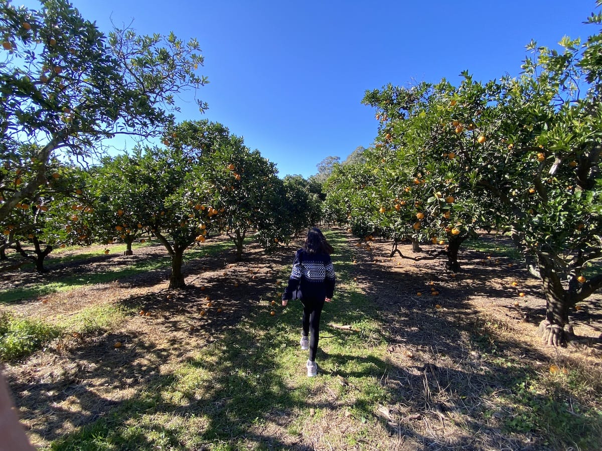 Pick Your Own Oranges on the Central Coast Newy with Kids