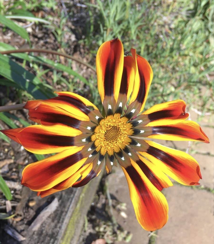 Hunter Botanic Gardens Flowers
