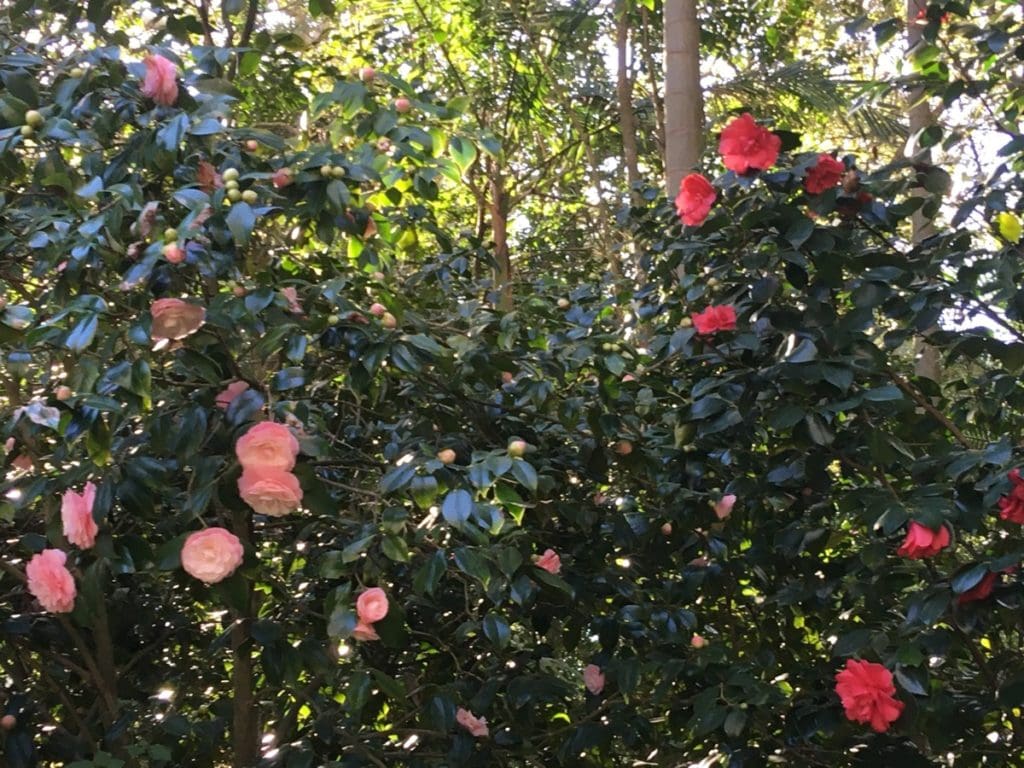Hunter Botanic Gardens Flowers