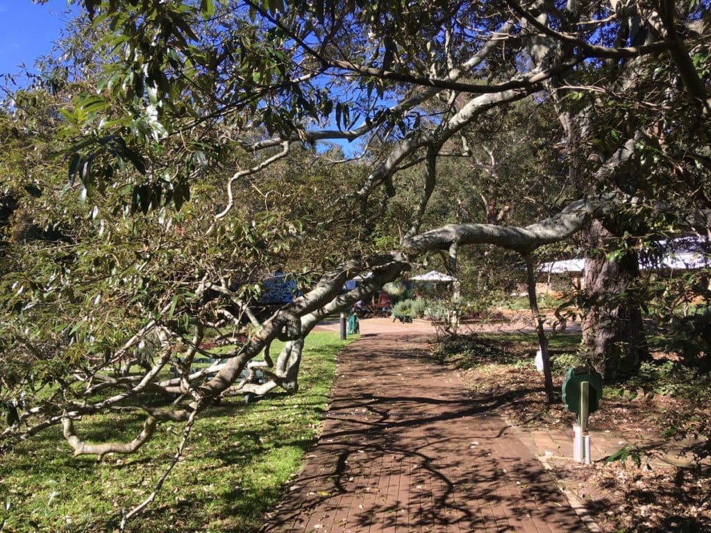 Hunter Botanic Gardens Tree