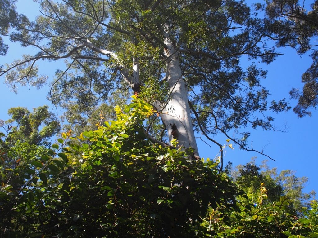 Watagans Gap Creek Falls Walk