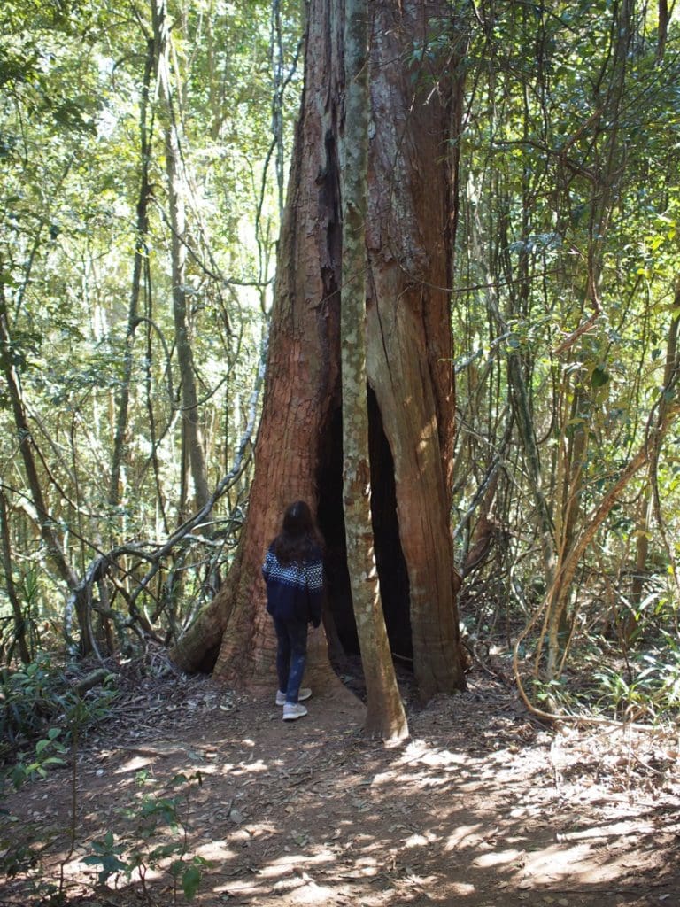 Watagans Gap Creek Falls Walk