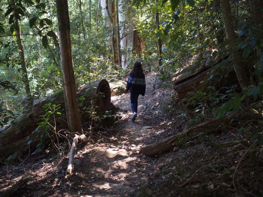 Watagans Gap Creek Falls Walk