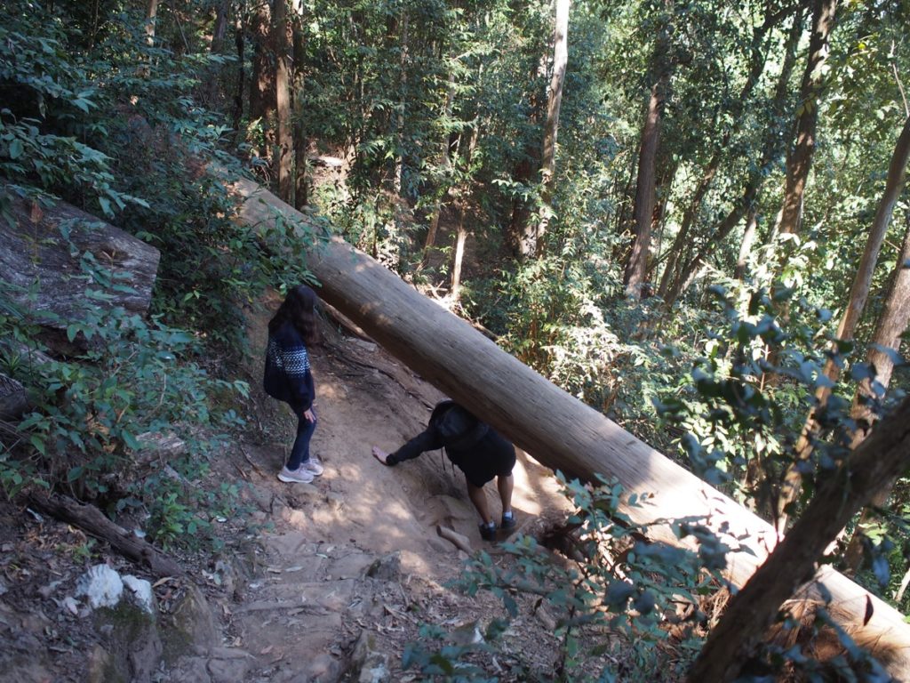 Watagans Gap Creek Falls Walk
