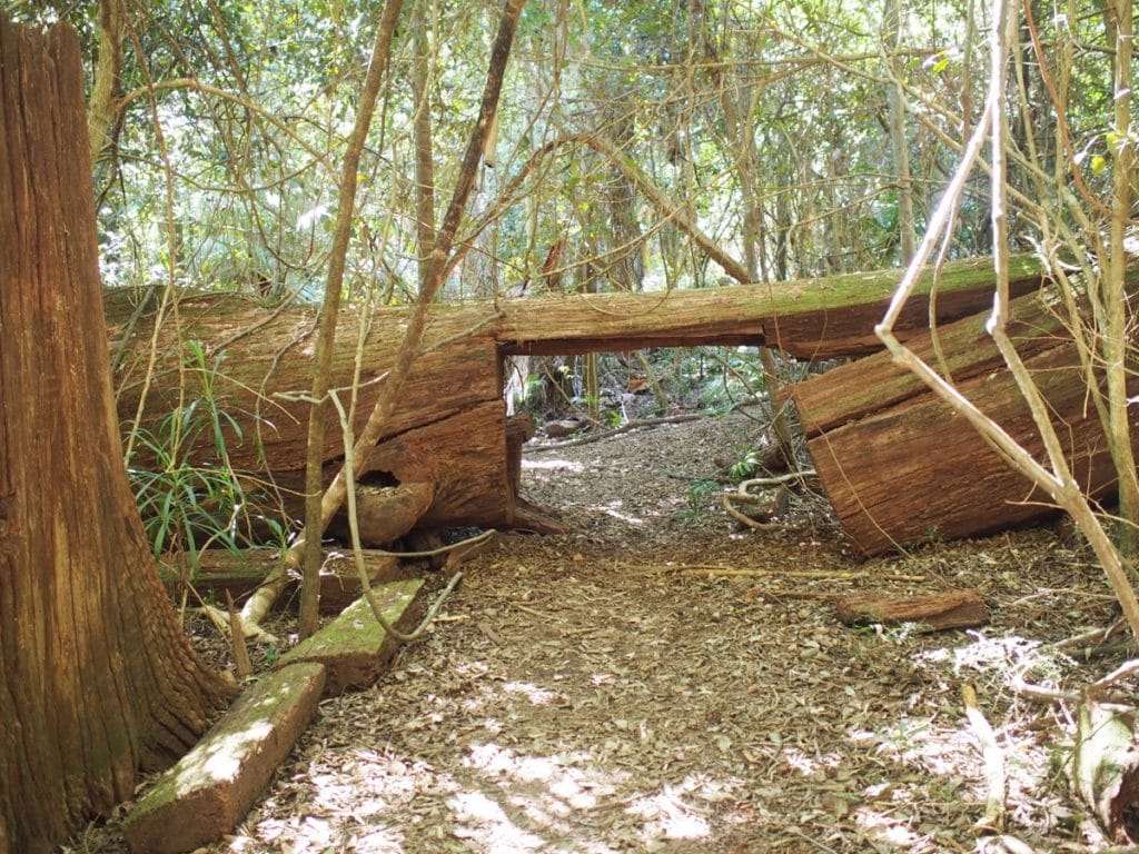 Watagans Gap Creek Forest Walk