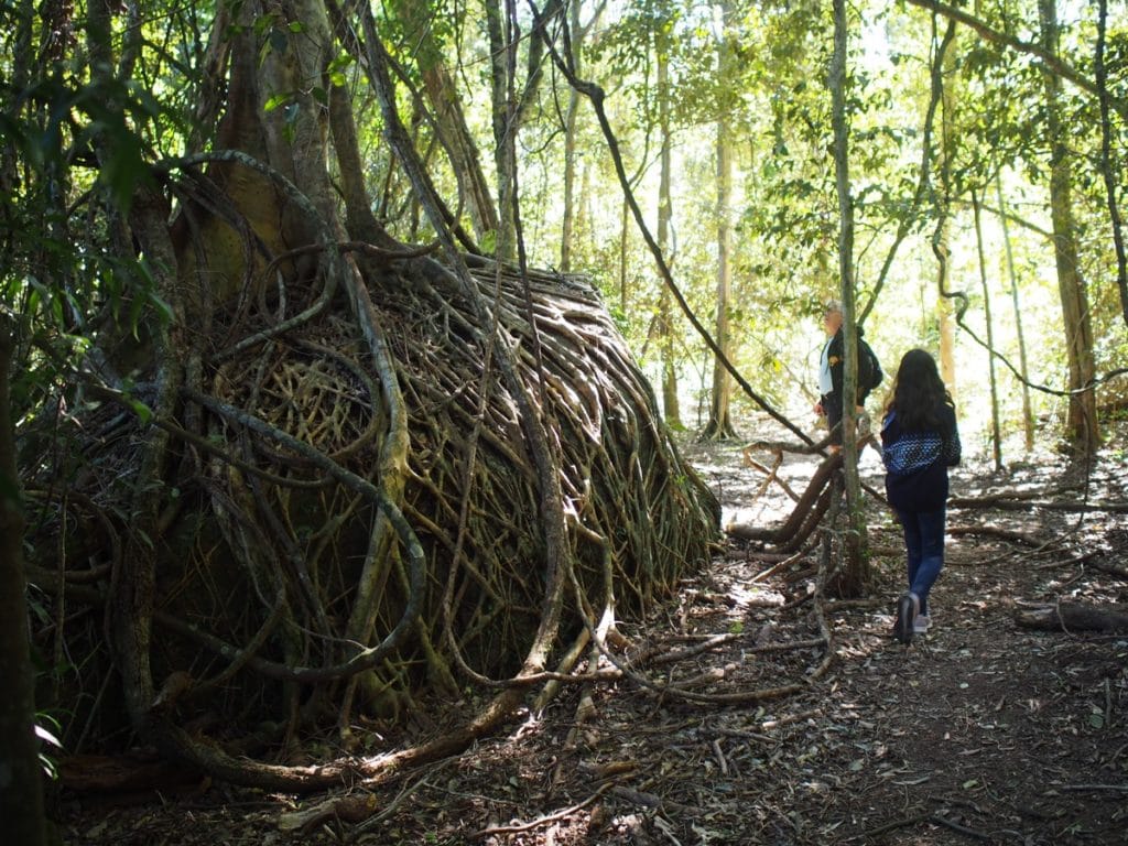 Watagans Gap Creek Forest Walk