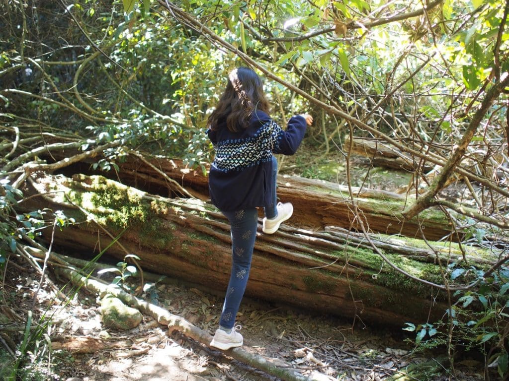 Watagans Gap Creek Forest Walk