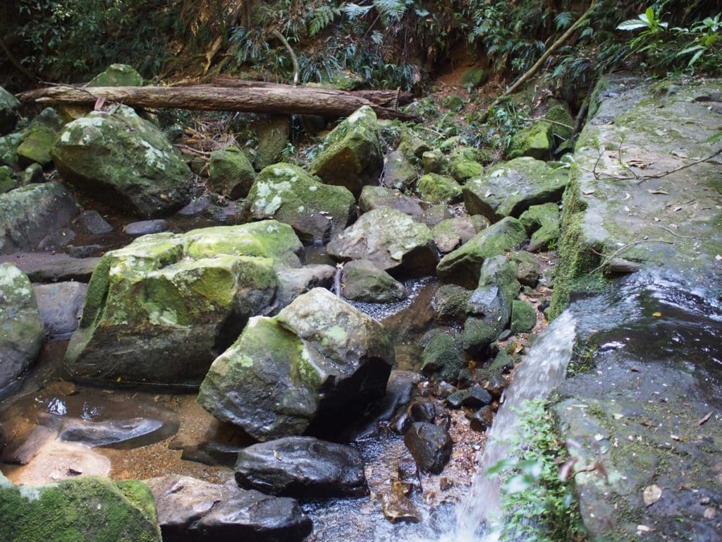 Watagans Gap Creek Forest Walk