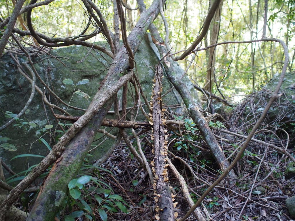 Watagans Gap Creek Forest Walk