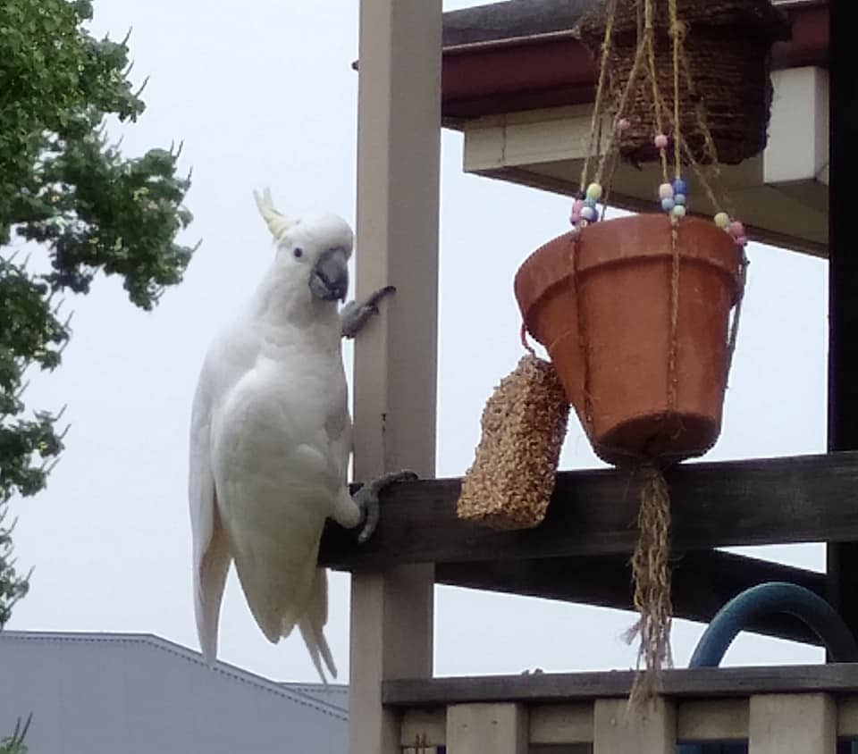Birdwatching with kids
