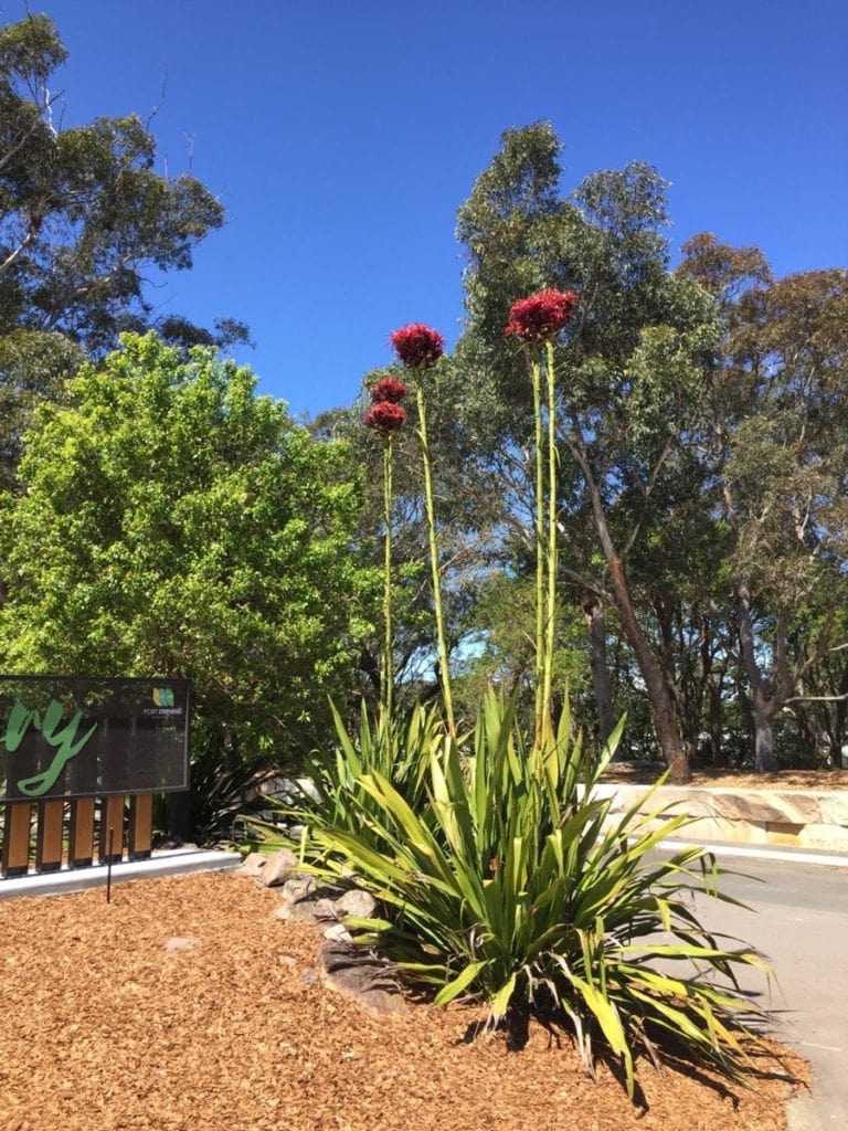 Port Stephens Koala Sanctuary