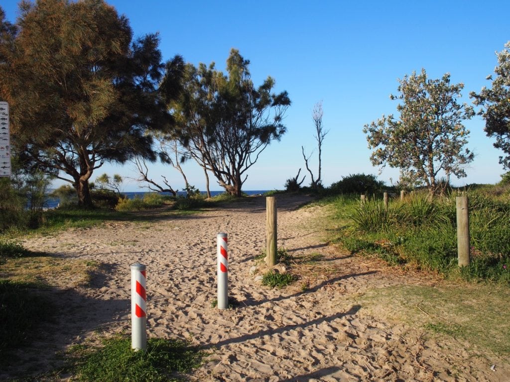 Swansea Headland Petrified Forest