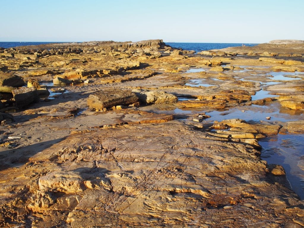 Swansea Headland Petrified Forest