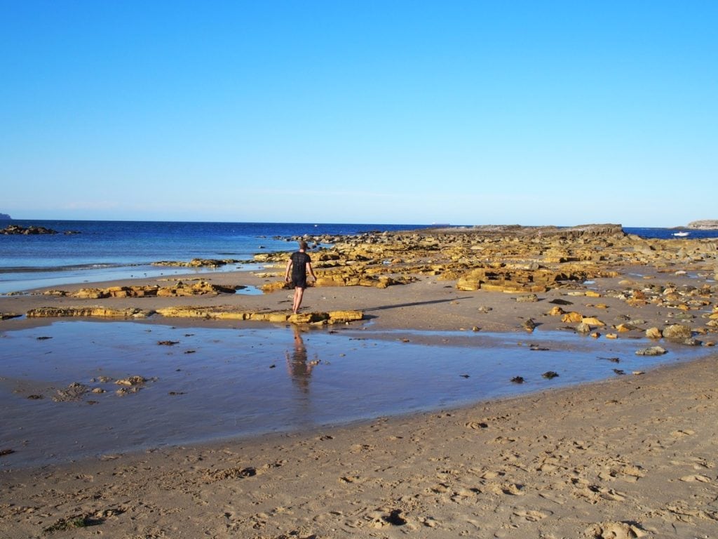 Swansea Headland Petrified Forest