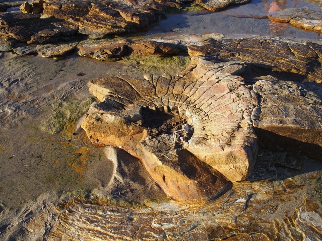 Swansea Headland Petrified Forest