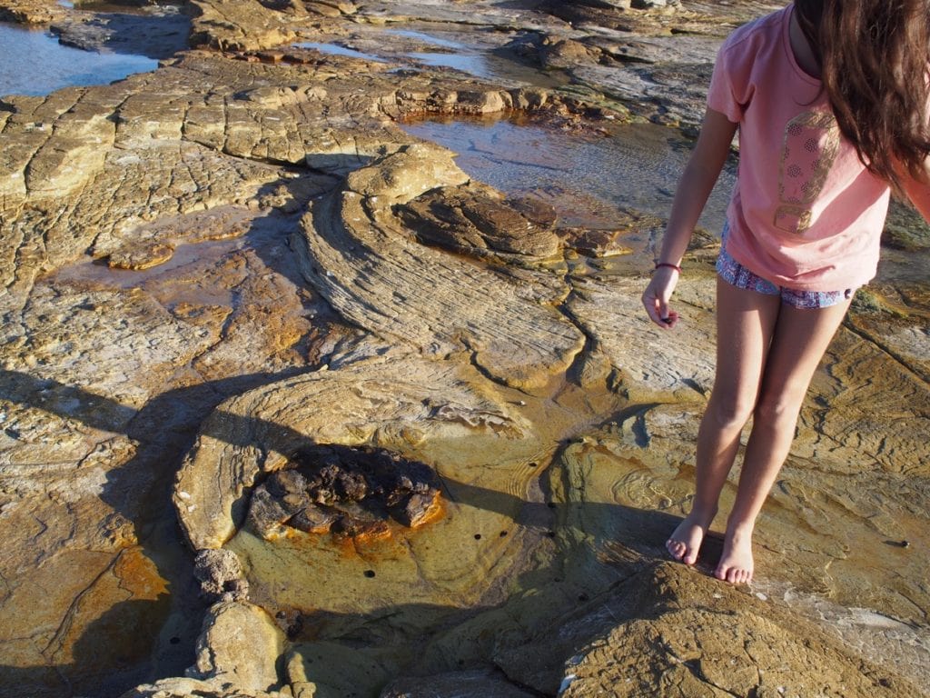 Swansea Petrified Forest