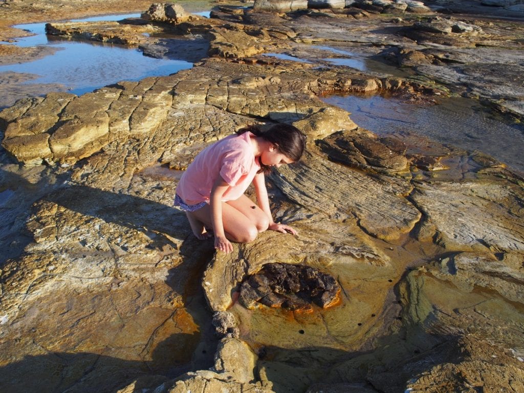 Swansea Headland Petrified Forest