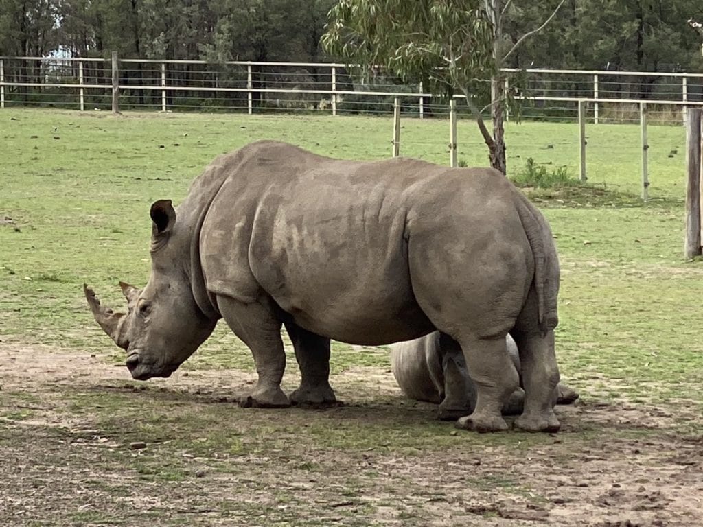 Taronga Western Plains Zoo Dubbo Rhino