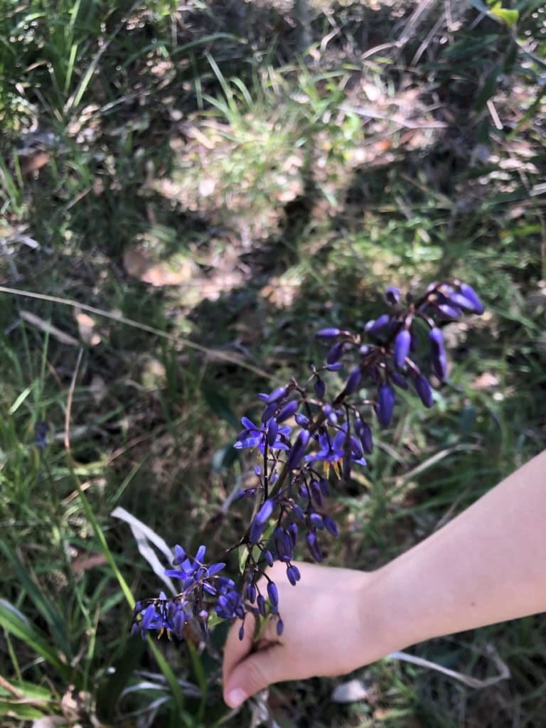 Wangi Wangi Point Walk