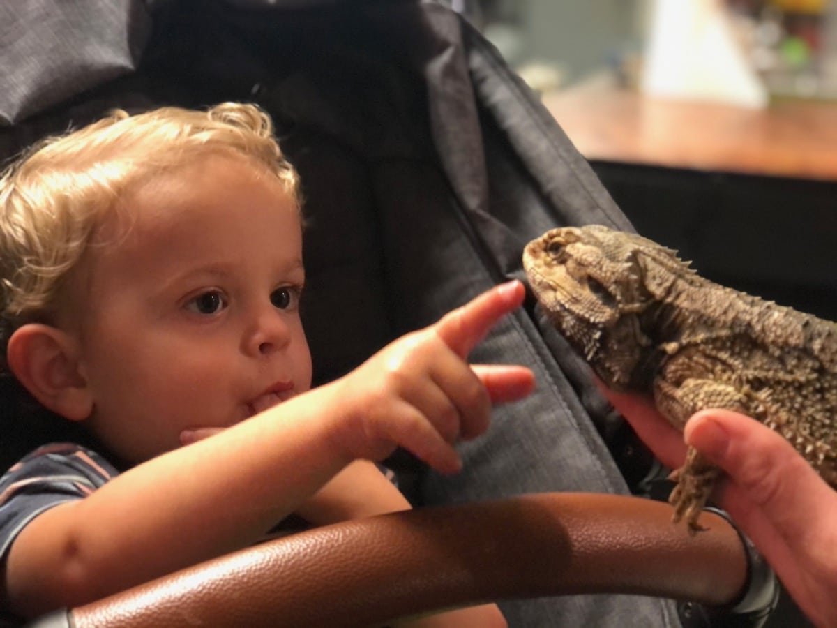 Australian Reptile Park