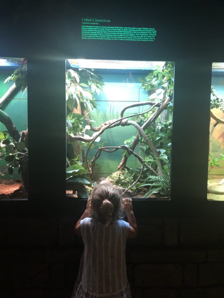 Australian Reptile Park