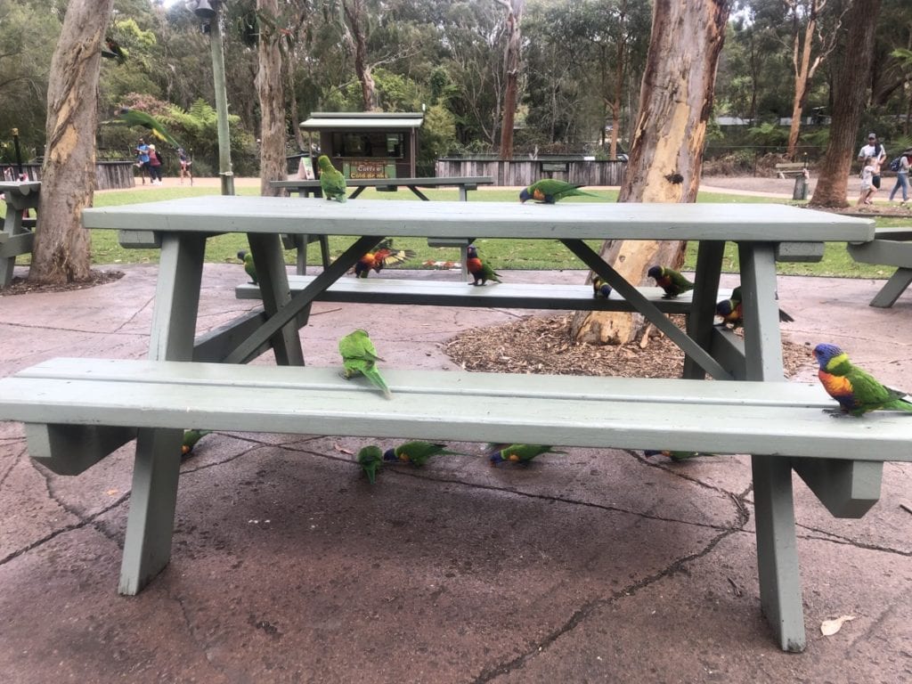 Australian Reptile Park