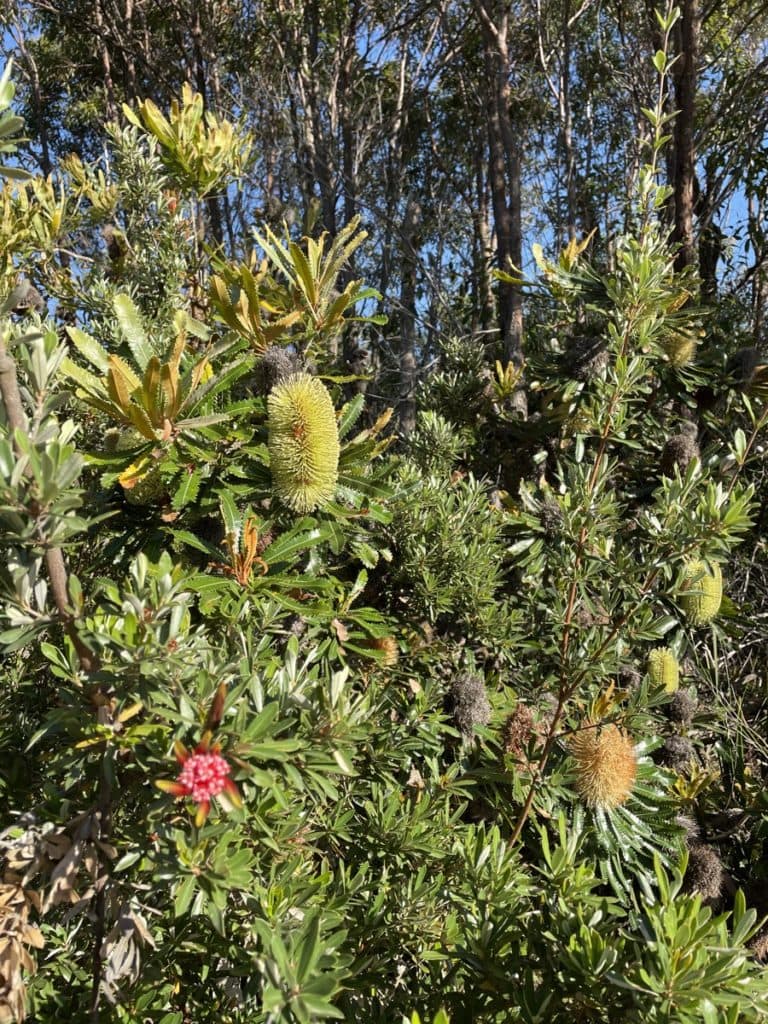 Wildflowers Moonee Beach
