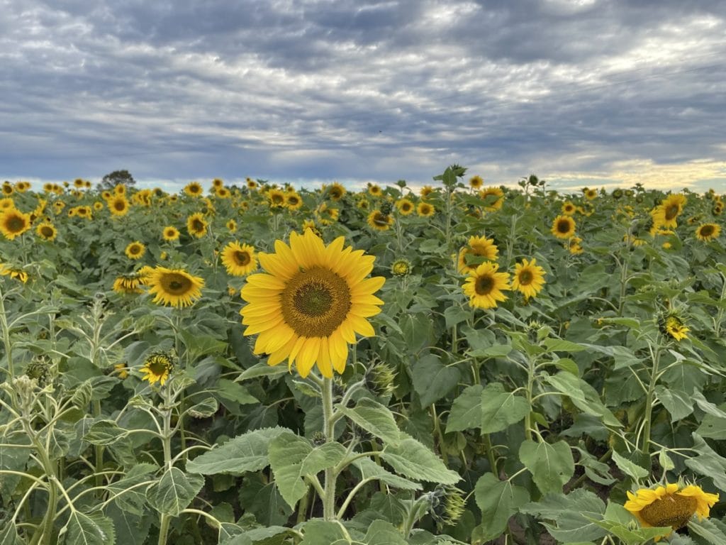 where to see sunflowers near me