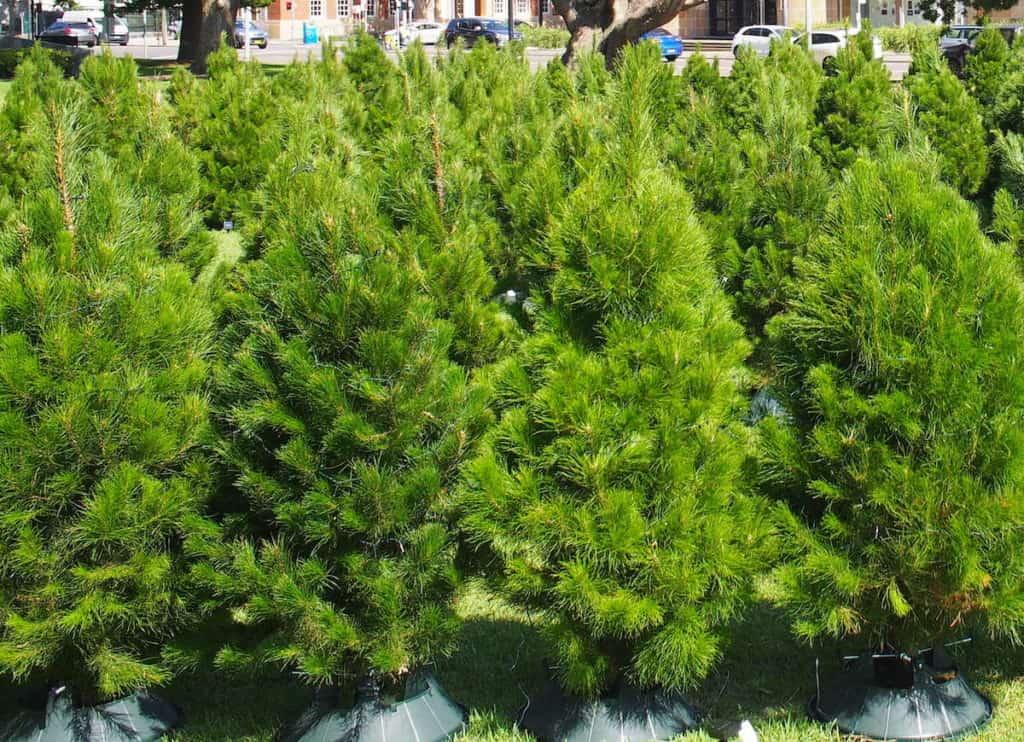 real christmas tree farm