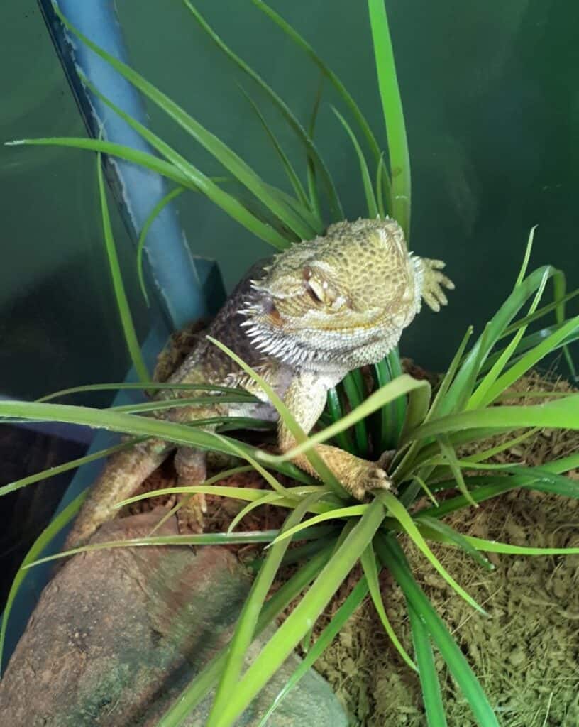 Hunter Wetlands Centre