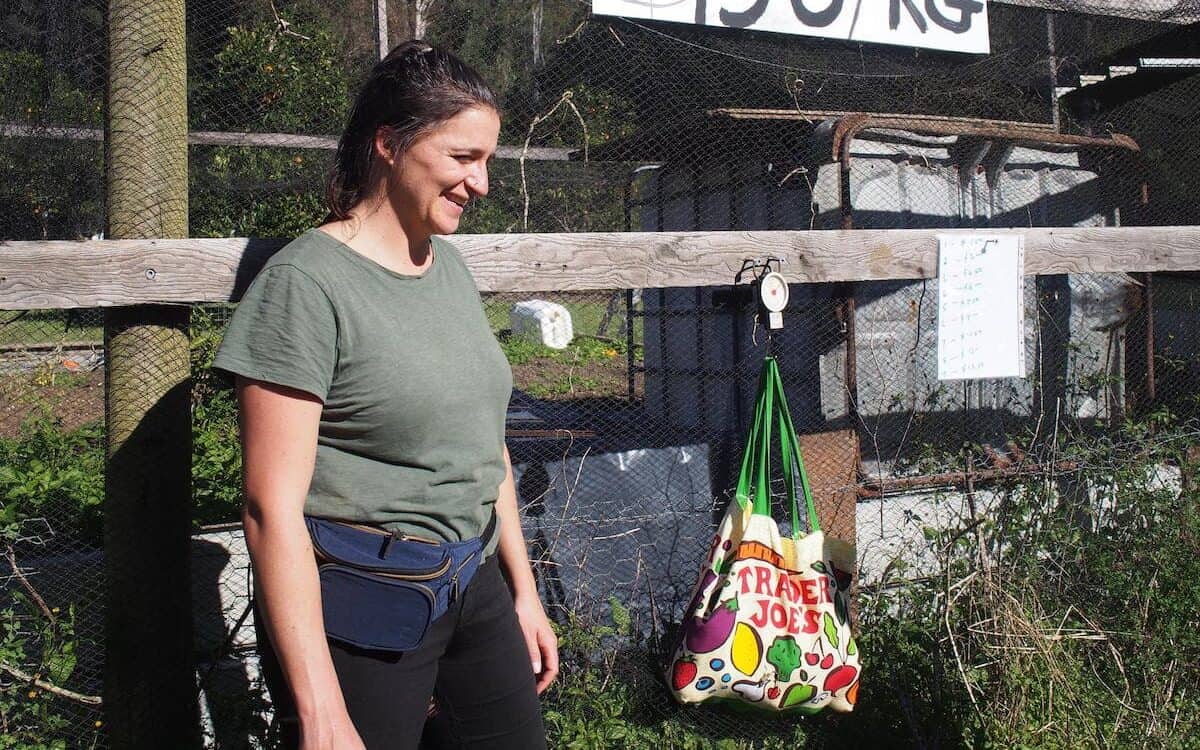 Pick Your Own Oranges on the Central Coast Newy with Kids