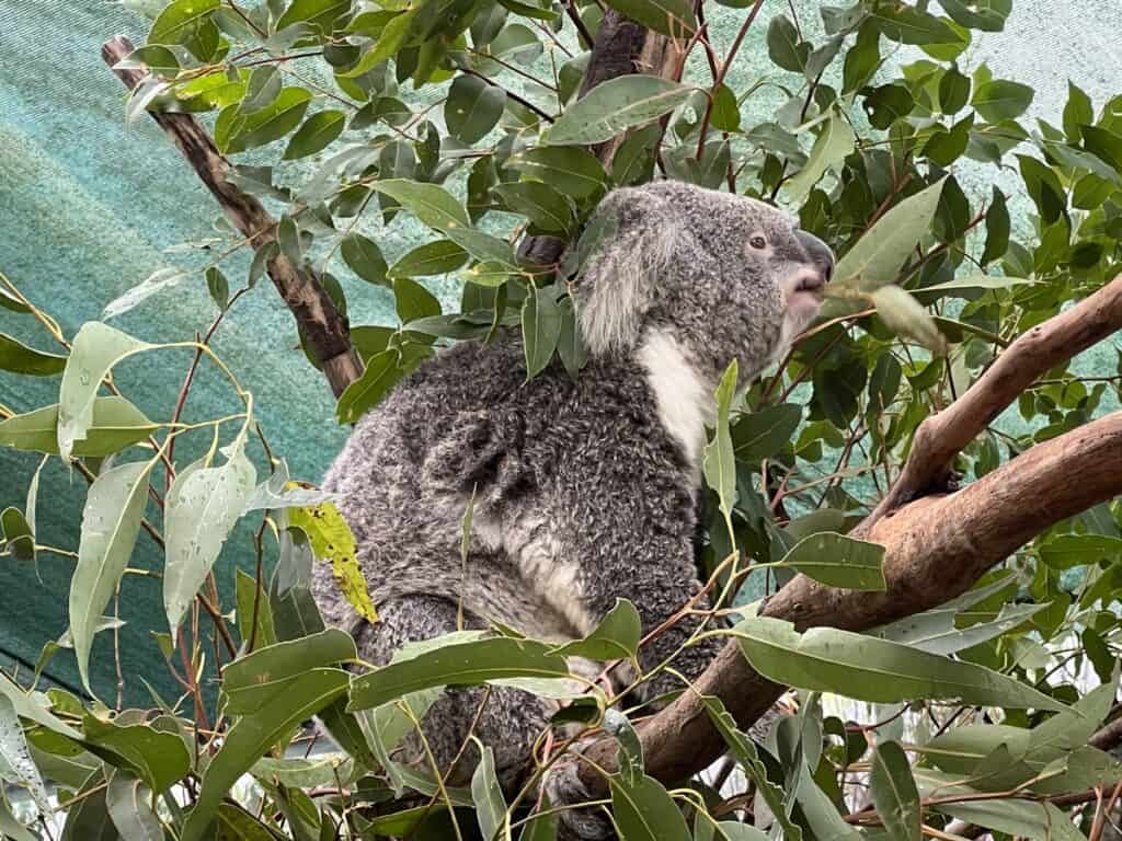 WILD LIFE Sydney Zoo Darling Harbour