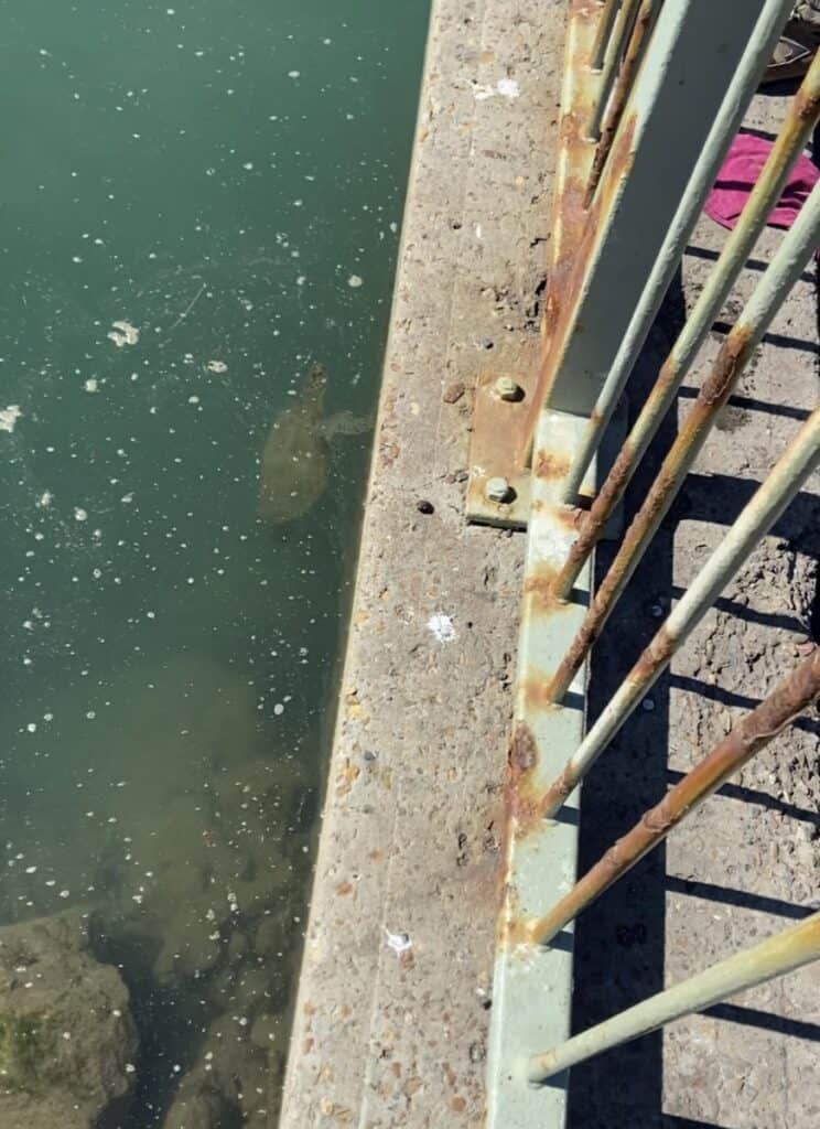 Myuna Bay Walk Turtles