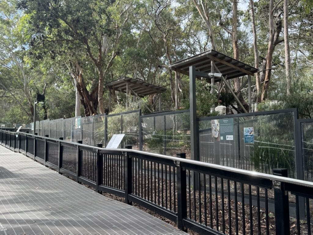 port stephens koala hospital