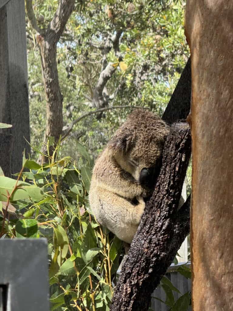 port stephens koala hospital