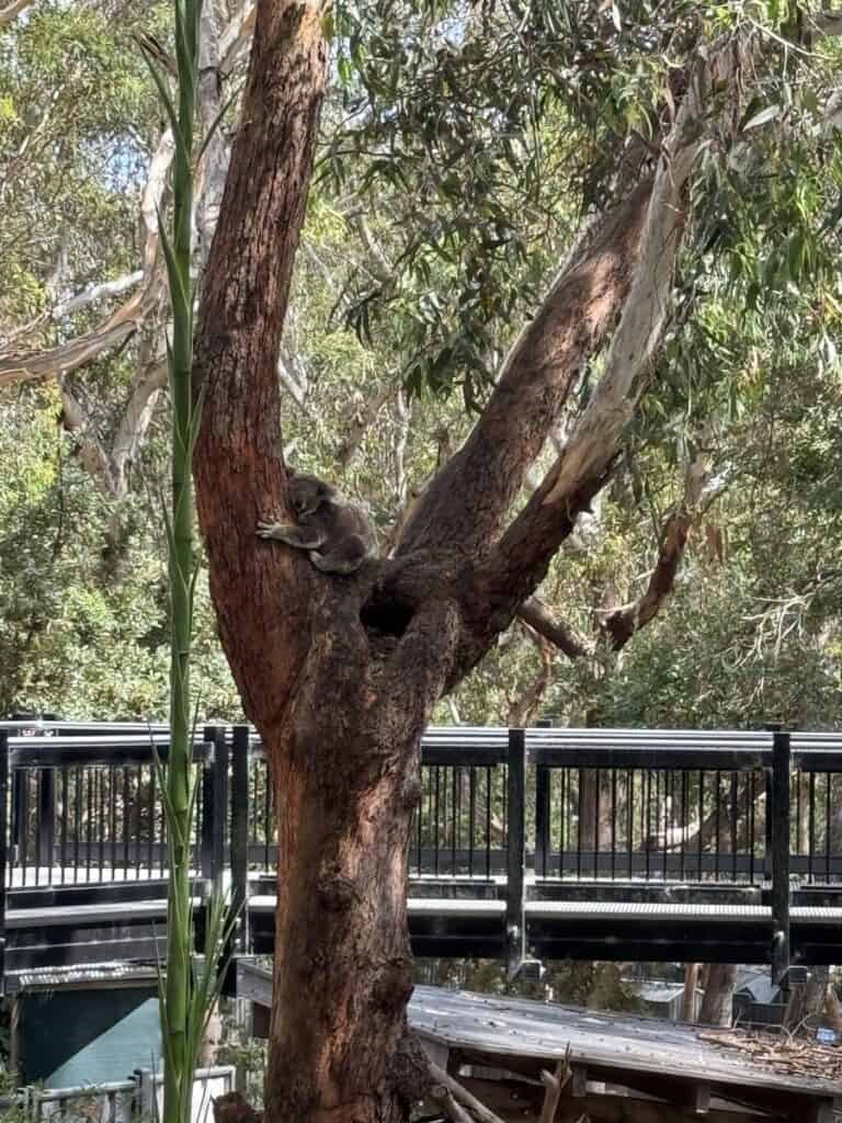 port stephens koala sanctuary