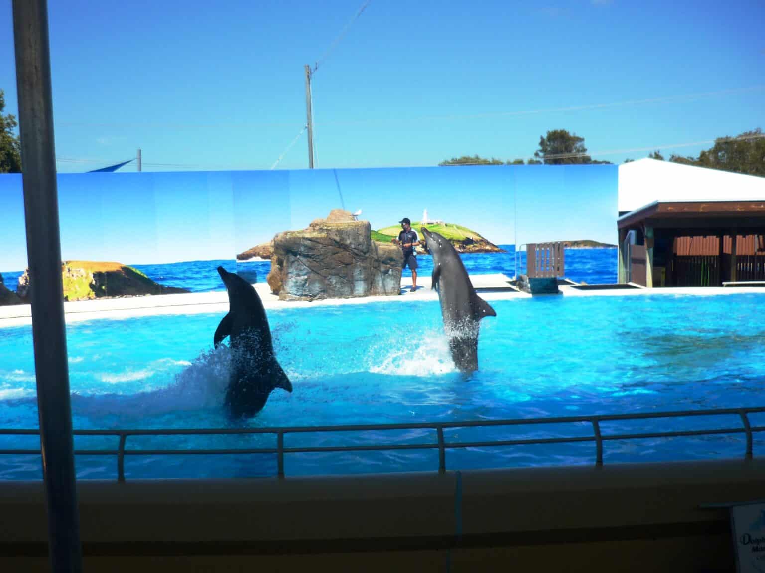 Coffs Harbour Family Fun: Beaches, Attractions & Free Fun - Newy with Kids