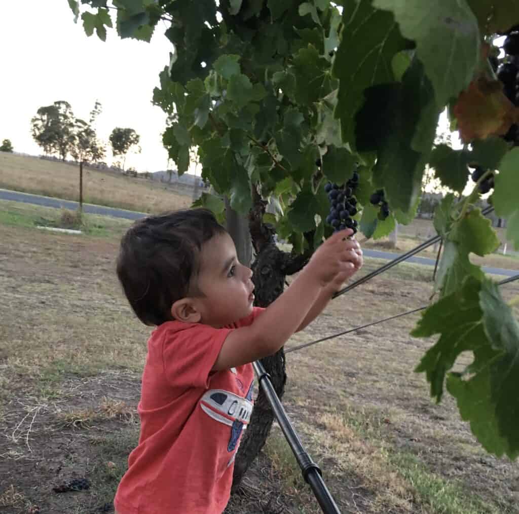kid friendly wineries hunter valley