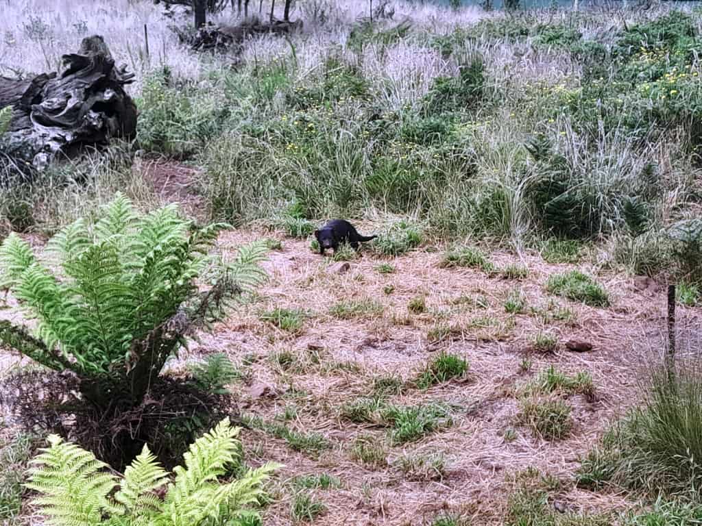 Aussie Ark Tasmanian Devils
